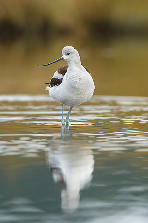 American Avocet American Avocet