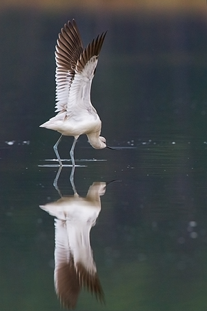 American Avocet American Avocet