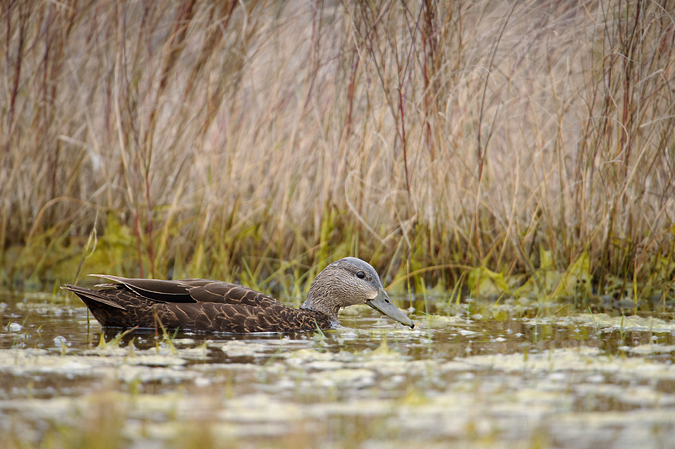 American Black Duck