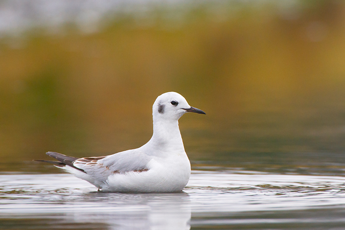 Bonaparte's Gull Bonaparte's Gull