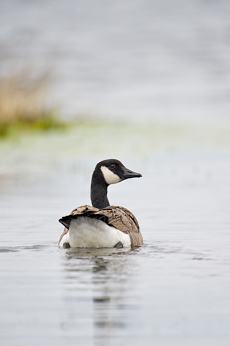 Canada Goose