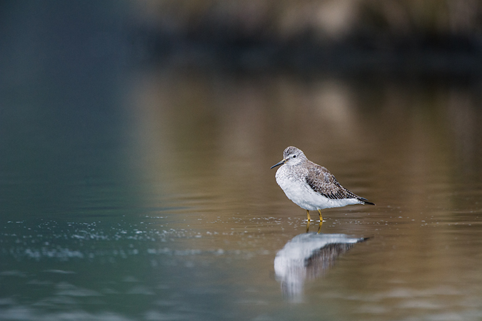 Lesser Yellowlegs Lesser Yellowlegs