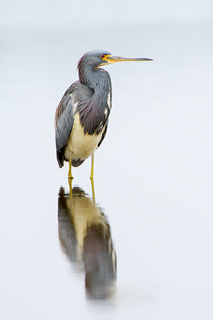 Tricolored Heron Tricolored Heron