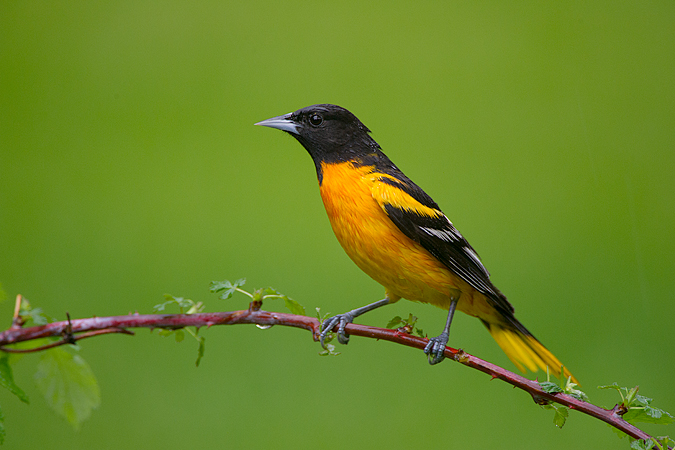 Baltimore Oriole
