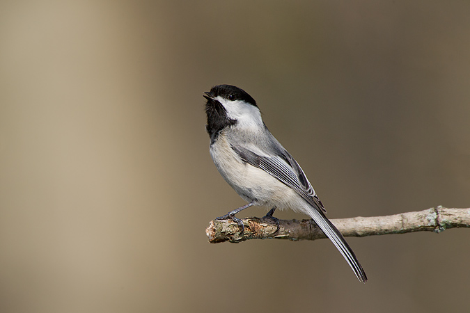 Black-capped Chickadee