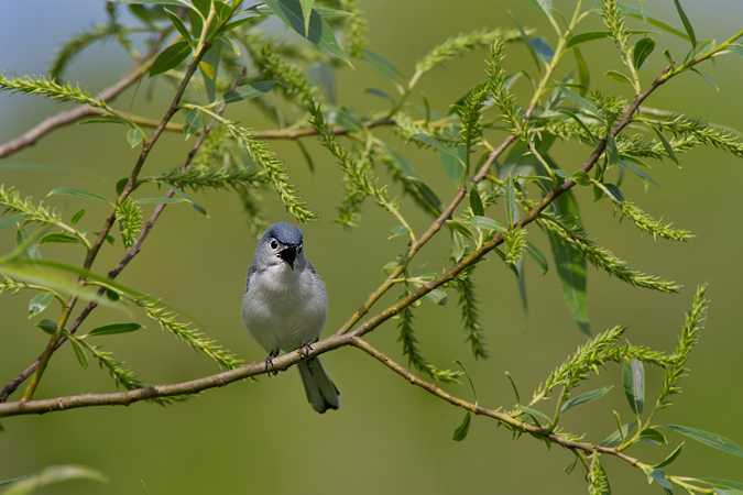 Blue-gray Gnatcatcher