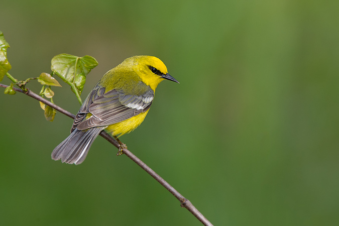 Blue-winged Warbler
