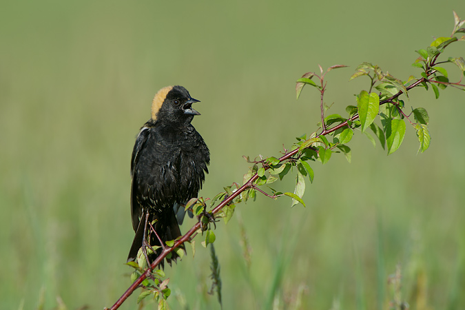 Bobolink