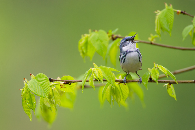 Cerulean Warbler