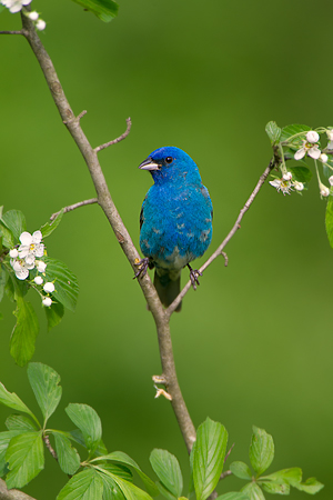Indigo Bunting