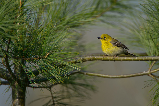 Pine Warbler