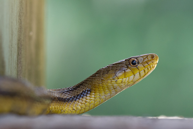 Eastern Rat Snake Eastern Rat Snake