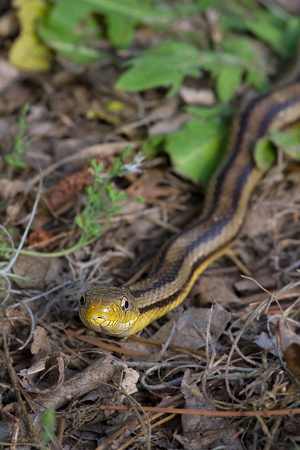 Eastern Rat Snake Eastern Rat Snake