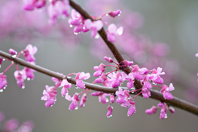 Redbud