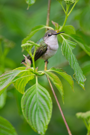 Ruby-throated Hummingbird