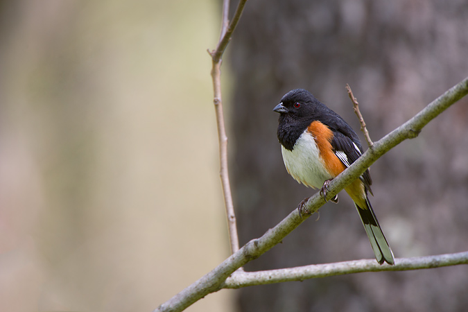 Eastern Towhee