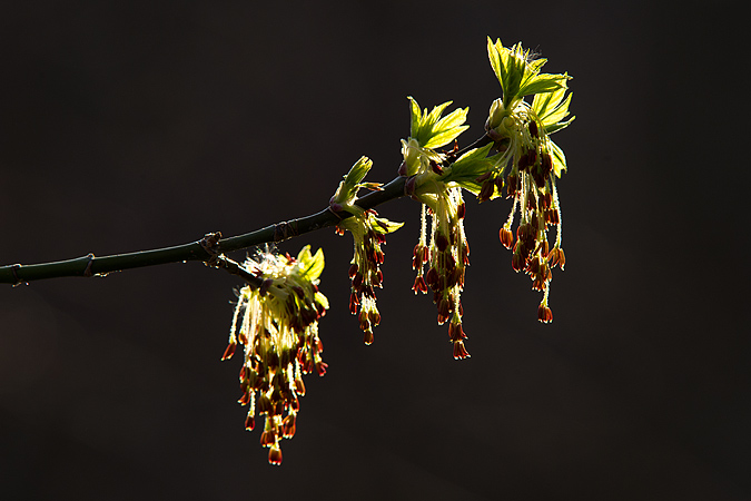 Wind-pollinated Flowers