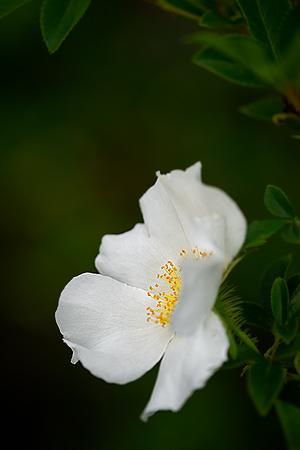 Wild Rose Wild Rose
