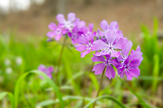 Wildflowers