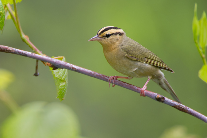 Worm-eating Warbler