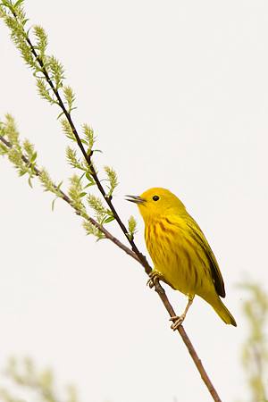 Yellow Warbler