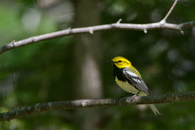 Black-throated Green Warbler