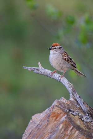 Chipping Sparrow