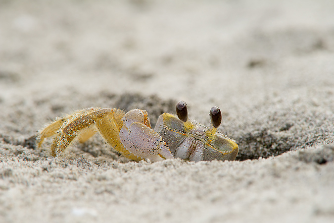 Ghost Crab