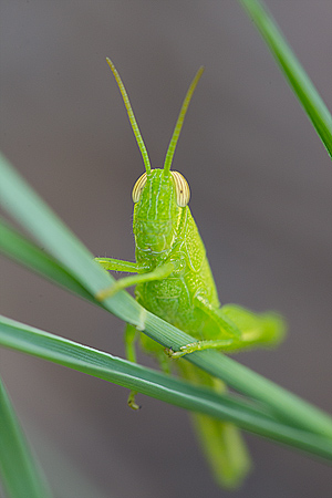 Grasshopper