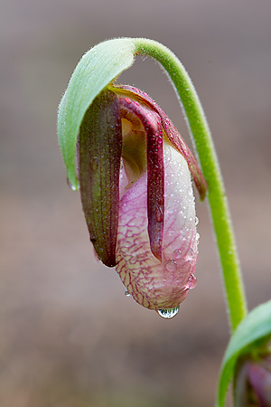 Lady's Slipper