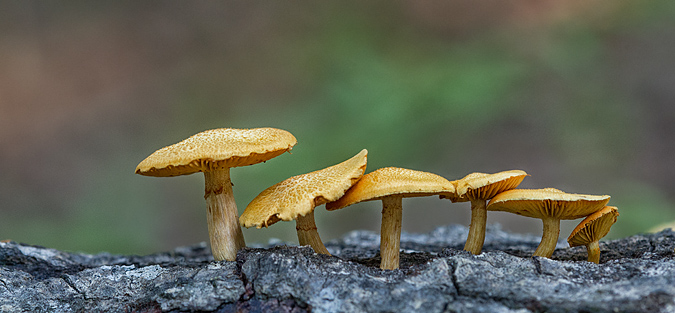 Mushrooms