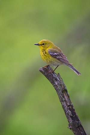 Pine Warbler
