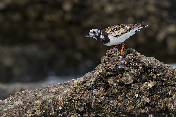 Ruddy Turnstone