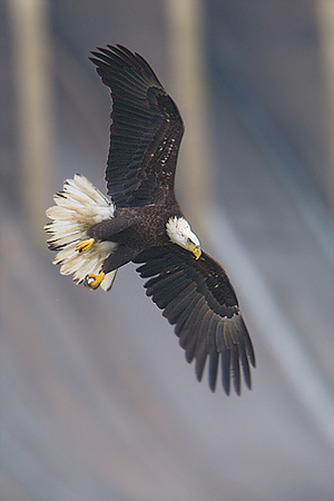 Bald Eagle