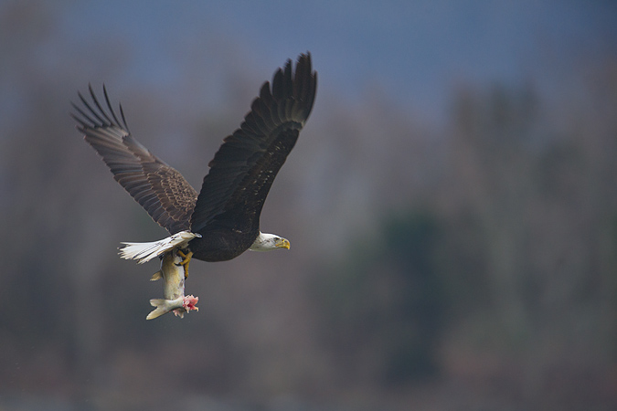 Bald Eagle