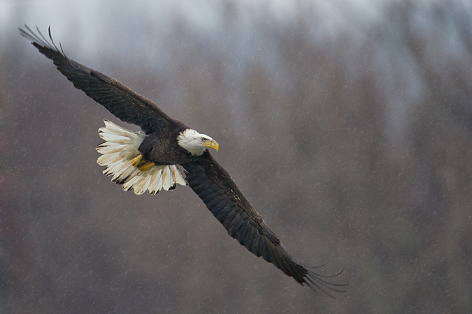 Bald Eagle