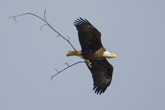 Bald Eagle