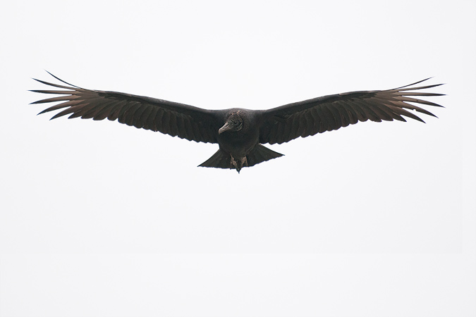 Black Vulture