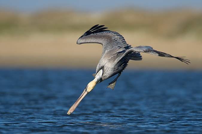 Brown Pelican