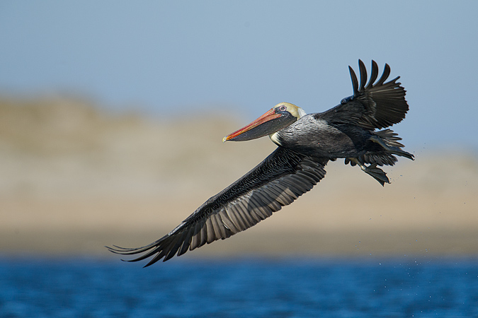 Brown Pelican
