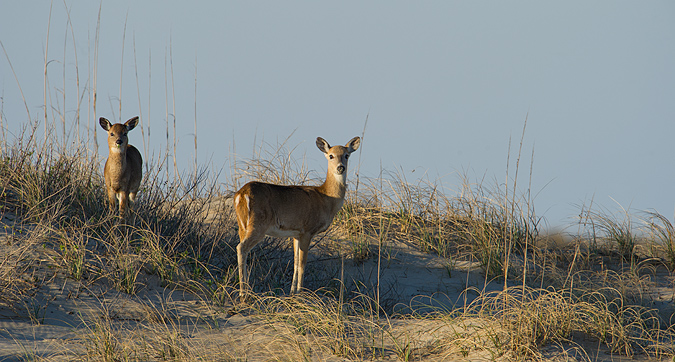 Whitetail Deer