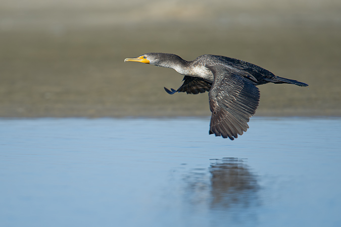 Double-crested Cormorant