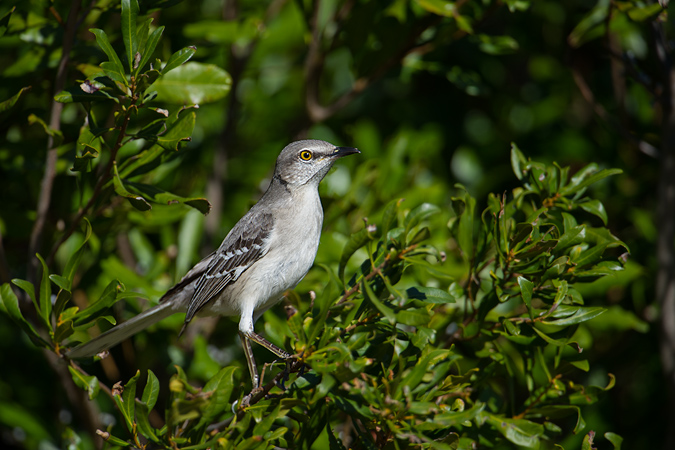 Northern Mockingbird