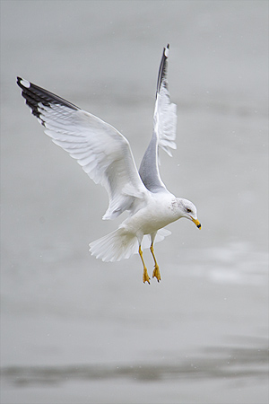 Ring-billed Gull
