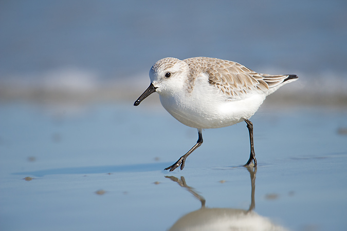 Sanderling