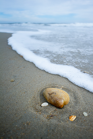 Shell