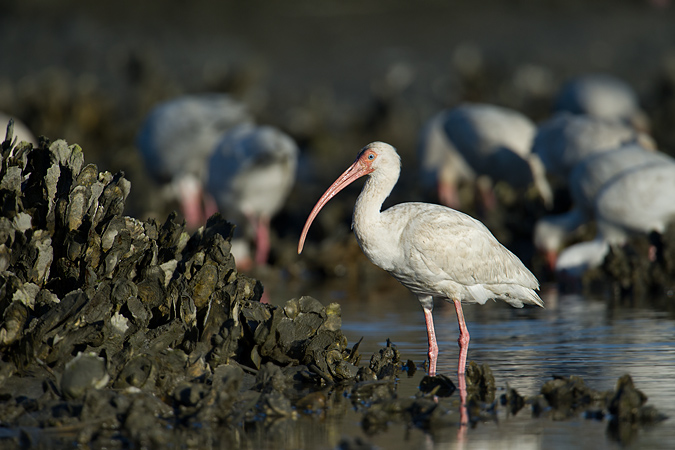 White Ibis
