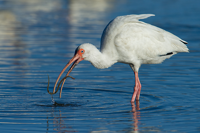 White Ibis and Eel