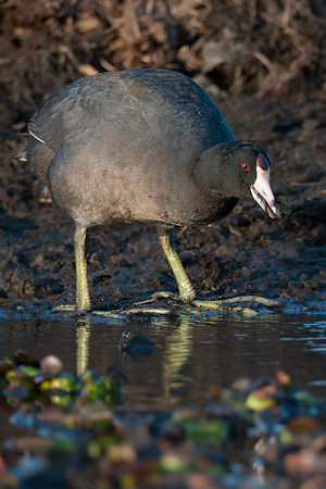 American Coot American Coot