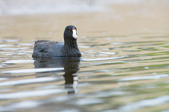 American Coot American Coot
